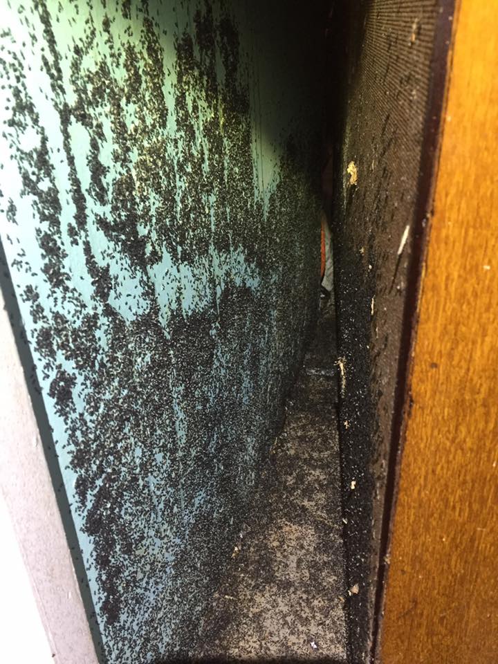 A wall with a large number of ants crawling on it, indicating an infestation.