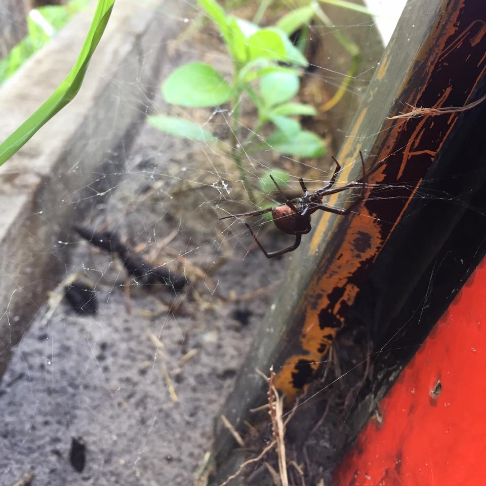 A black widow spider is perched on a weathered wooden post, its distinctive red hourglass shape visible on its abdomen.