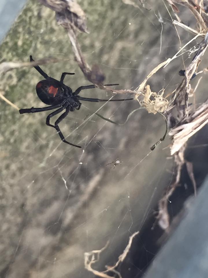 A black widow spider with a distinctive red hourglass shape on its abdomen is suspended from a web, showcasing its eight legs and body in a natural setting.