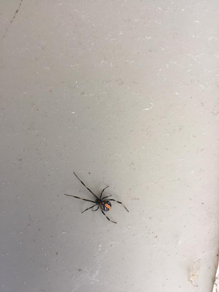 A black widow spider with a distinctive red hourglass shape on its abdomen is positioned on a white surface, likely a wall or floor.