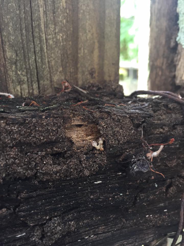 Decaying timber near a fence showing conditions that attract termites in Kingscliff
