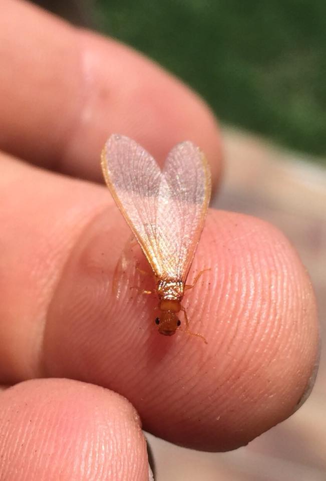 Termite on a fingertip showing the small size of termites found in Kingscliff homes
