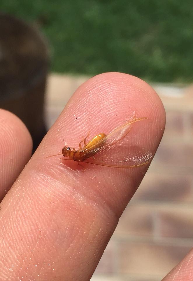 A close-up of a finger with a small insect on it, possibly a type of fly or bug