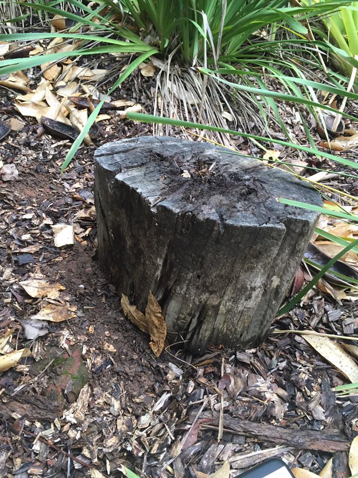 Old tree stump near structures, a common termite risk point.