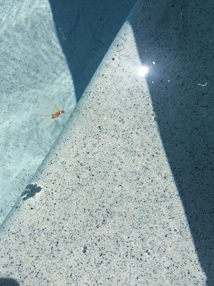 A close-up view of a pool's water and concrete, with a shadow cast on the surface.