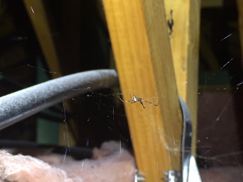 A small spider is suspended in its web in an attic, with wooden beams and insulation visible in the background.