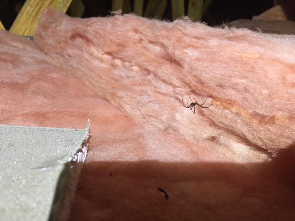 A spider is visible on insulation in an attic, with a wooden beam and other debris in the background.