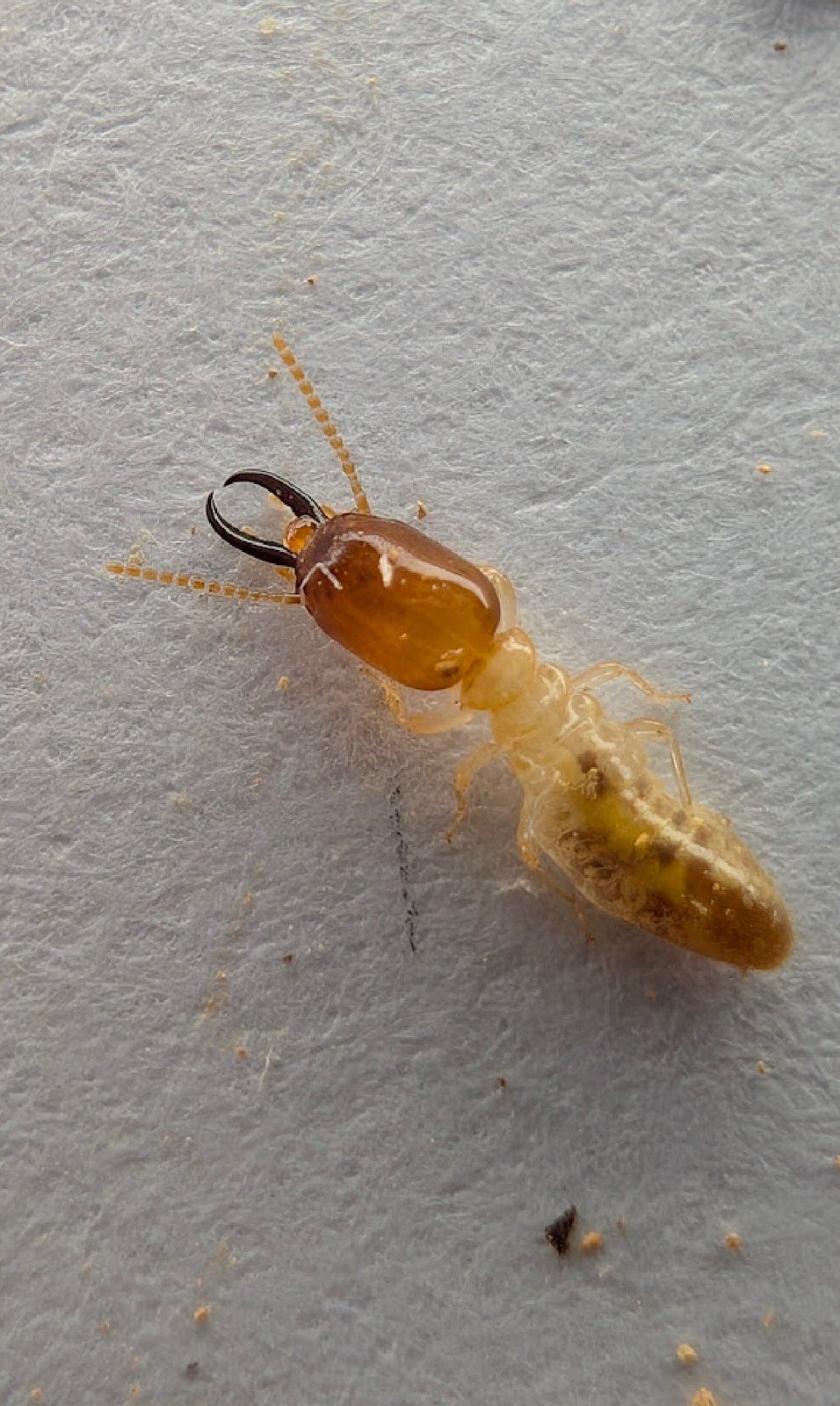 Close-up of a termite found during a termite inspection in Kingscliff