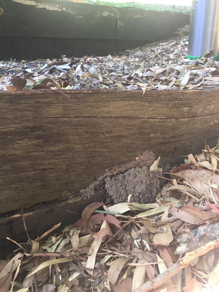 Termite risk inspection area in Bilinga